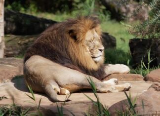 여자친구가 뭐라고…. 사자 우리 들어간 동물원 직원 결국….. 사자(동물원)