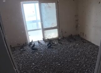 싱크대까지 흘러 넘친 배설물…비둘기떼 살던 아파트 청소 과정