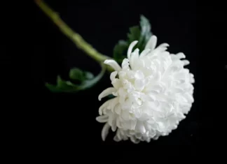 “직장 상사 외조모상 부의금 5만원 냈다가 욕먹었습니다” 장례식 국화