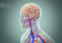 “마흔부터 움직여라” 치매 위험 40% 이상 낮추는 방법 치매