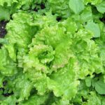 2018-06-18_(109)_Lactuca_sativa_(garden_lettuce)_at_Bichlhäusl_in_Frankenfels,_Austria