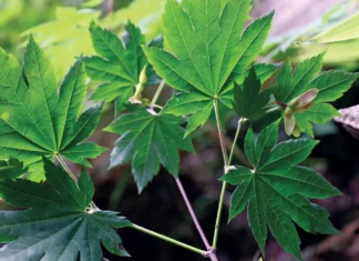 우리나라 산에 널린 ‘이 나무’가 천연 비만 치료제라고?