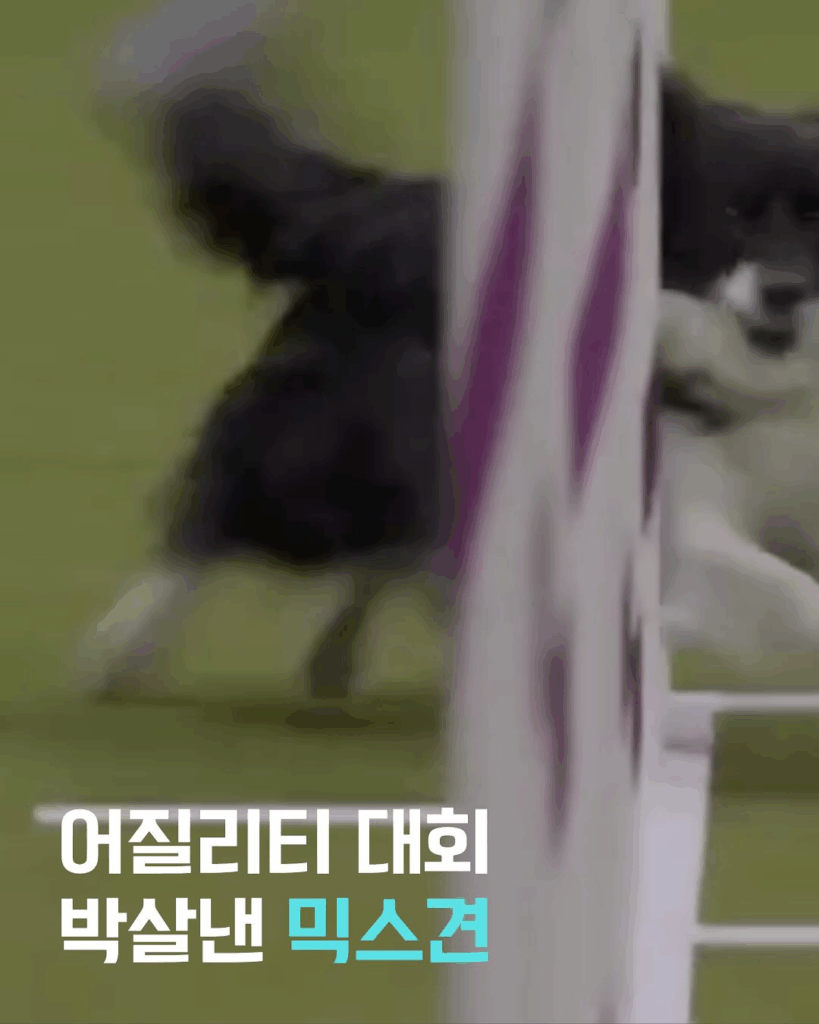 도그쇼 대박