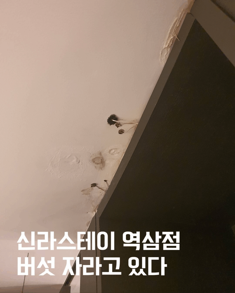 버섯핀 신라스테이
