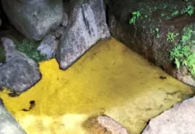 일본 후쿠시마 사찰에서 발견된 황금 샘물 황금샘물