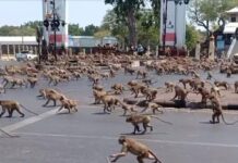 원숭이 무리가 생후 2개월 아기 납치한 후 저지른 일