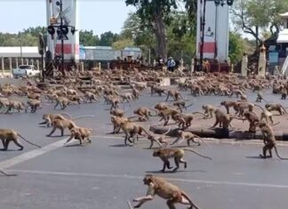 원숭이 무리가 생후 2개월 아기 납치한 후 저지른 일