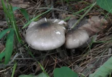 송이버섯인 줄 알고 먹으면 죽을 수도…가을 독버섯 구별법