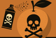 선생님한테 에프킬라 뿌린 귤 준 여고생의 최후