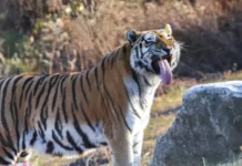 우리나라 최고령 백두산호랑이 세상 떠났다, 그런데 원인이… 한청