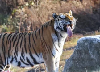 우리나라 최고령 백두산호랑이 세상 떠났다, 그런데 원인이… 한청