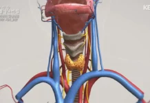 ‘한국인 암 1위’ 갑상선암 발병률 낮추는 가장 쉬운 방법 갑상선암