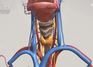 ‘한국인 암 1위’ 갑상선암 발병률 낮추는 가장 쉬운 방법 갑상선암