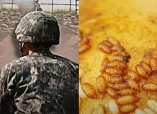 아내 몸에 ‘구더기’범벅 유기한 육군 부사관 긴급체포