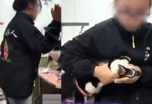 일본 개라서 퍽퍽…중국녀, 시바견 목조르며 “너희 조상들처럼 짜증나”