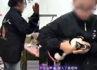 일본 개라서 퍽퍽…중국녀, 시바견 목조르며 “너희 조상들처럼 짜증나”