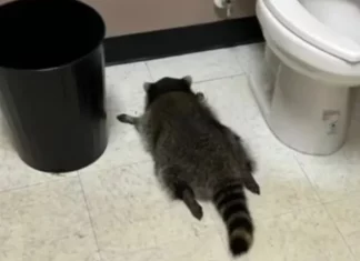 위스키 마시고 만취해 화장실서 대자로 뻗은 라쿤