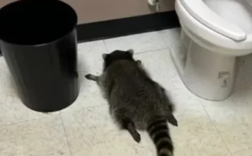 위스키 마시고 만취해 화장실서 대자로 뻗은 라쿤